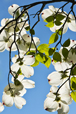 Dogwood Hidden Beauty